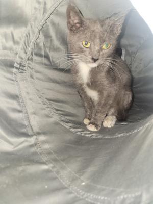 Bandit (Bonded with Smokey), young, available for adoption