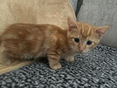 Marmalade, kitten, available for adoption