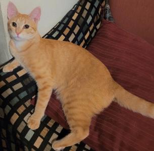 Ginger (Bonded with Brandy), adult, available for adoption