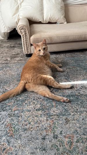 Cookie (Bonded with Crumble), adult, available for adoption