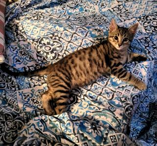 Ghostface (Bonded with Baloo), kitten, available for adoption