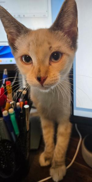 Buffy, kitten, available for adoption