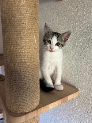 Beck, kitten, available for adoption