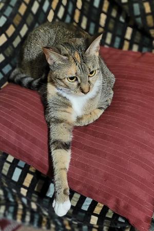Khaleesi, adult, available for adoption