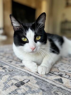 Flynn, adult, available for adoption
