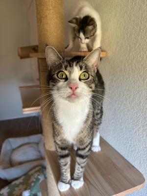Linda, adult, available for adoption