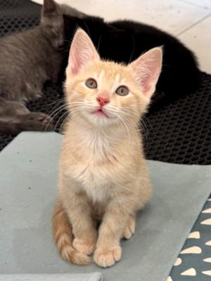 French Fry, kitten, available for adoption