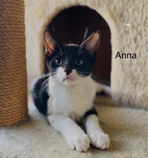 Anna, kitten, available for adoption