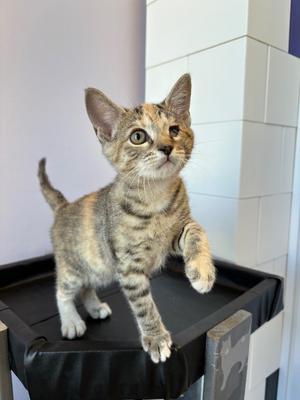 Electra, kitten, available for adoption