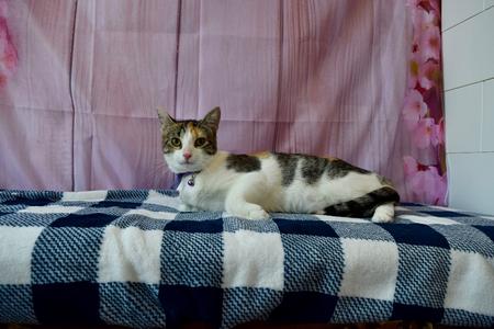 Brandy (Bonded with Ginger), adult, available for adoption