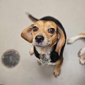 A beagle dog looking up at the camera with its ears flopped down, standing on a light-colored floor with a drain visible in the background.