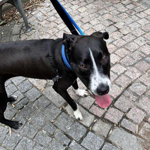 Athena, Mixed Breed, adult, available for adoption