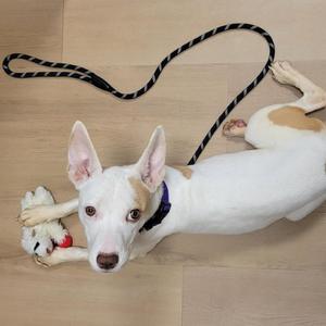A white dog with brown spots lying on a wooden floor, holding a toy in its paws and wearing a purple collar with a black and white rope leash attached.