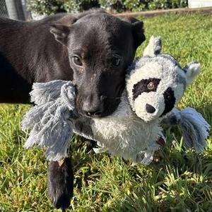 Gator, Mixed Breed, young, available for adoption