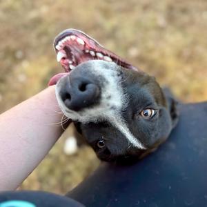 Athena, Mixed Breed, adult, available for adoption