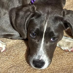 Nickel, Mixed Breed, young, available for adoption