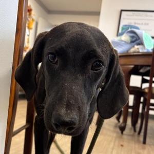 Stu, Mixed Breed, adult, available for adoption