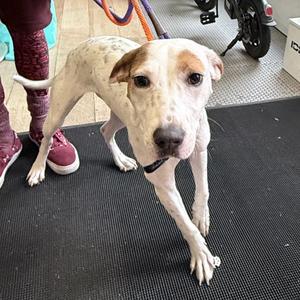 Bella, Mixed Breed, young, available for adoption