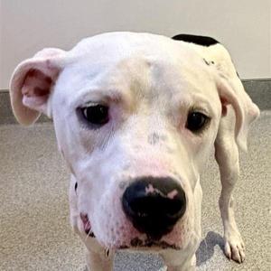 Cain, Mixed Breed, young, available for adoption