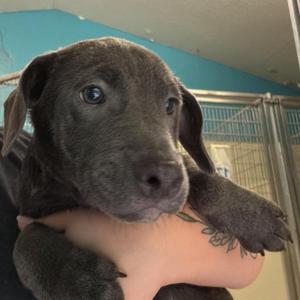 A close-up of a gray puppy being held by a person with a tattoo on their arm. The puppy has large, expressive eyes and floppy ears. The background shows a blue wall and a metal cage.