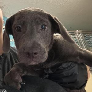 a close-up of a gray puppy being held by a person