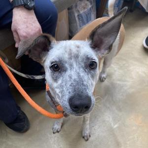 Grits, Rough Collie / Mixed Breed, young, available for adoption
