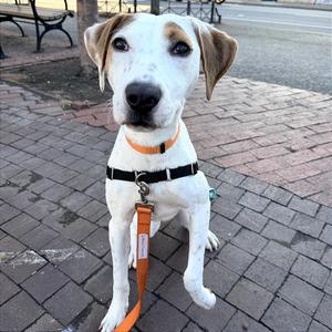 A white and brown dog with floppy ears, wearing an orange collar and leash, sitting on a brick pavement.