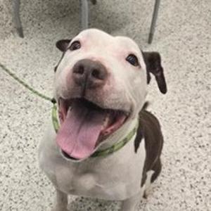 A happy pit bull terrier with a white and brown coat, wearing a green collar, smiling with its tongue out.