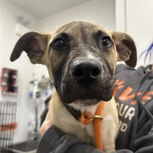 Gonzo, Mixed Breed, adult, available for adoption