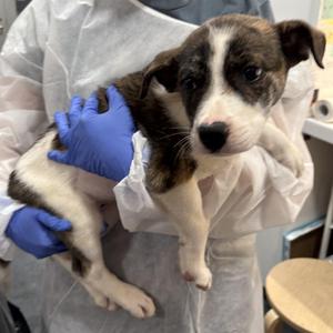Dumplin, Mixed Breed, young, available for adoption