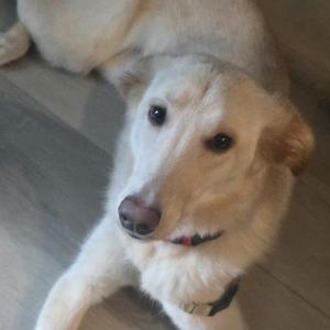 A light-colored dog lying on a wooden floor, looking up with a curious expression.
