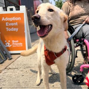 Lovey, Golden Retriever / Labrador Retriever, adult, available for adoption