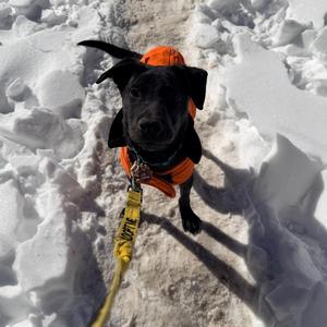 Coal, Labrador Retriever / Mixed Breed, young, available for adoption