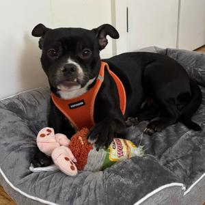 Bethany, Mixed Breed, adult, available for adoption