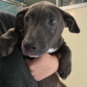 Jasper, Labrador Retriever, puppy, available for adoption