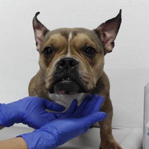 Wing Stop Ranch, Mixed Breed, adult, available for adoption
