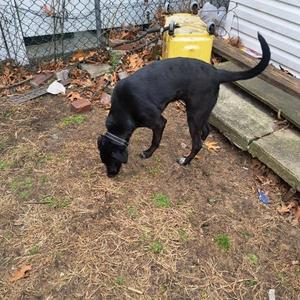 A black dog with a long tail is sniffing the ground in a yard with dry grass and leaves. There is a yellow container and a chain-link fence in the background.