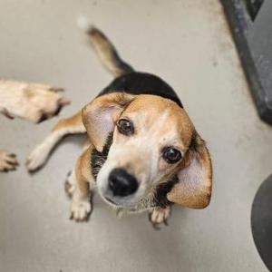 A beagle dog looking up at the camera with its ears flopped down and its tail raised.