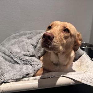 Kiddie, Mixed Breed, adult, available for adoption