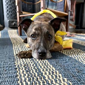 Harry, Mixed Breed, senior, available for adoption