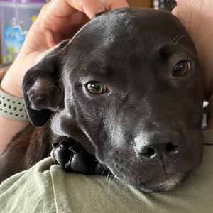 Cowboy, Labrador Retriever / Mixed Breed, young, available for adoption