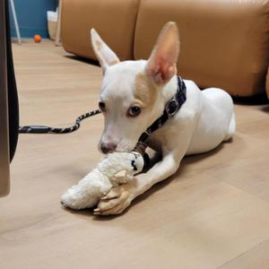 Maple, Pit Bull Terrier / Mixed Breed, young, available for adoption