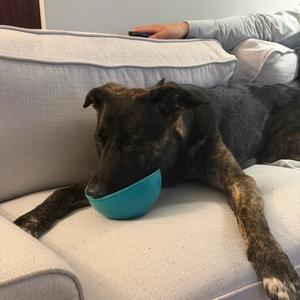 Brock, Mixed Breed, young, available for adoption