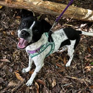 Snoopy, Mixed Breed, young, available for adoption