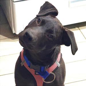 a black dog wearing a blue and red harness