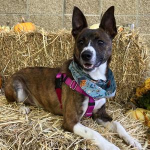 Jasper, Feist, adult, available for adoption