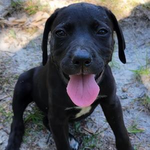 Reece, Black Labrador Retriever / Mixed Breed, adult, available for adoption