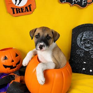 A cute puppy sitting inside a carved pumpkin, surrounded by Halloween decorations including a jack-o'-lantern and a tombstone with a skull design.