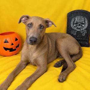 Murphy, Pinscher, Doberman, available for adoption