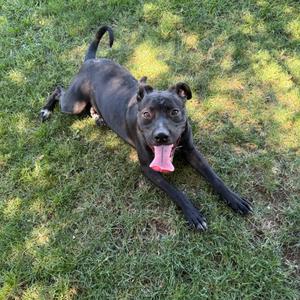 A black dog with a pink tongue sticking out, lying on grass.